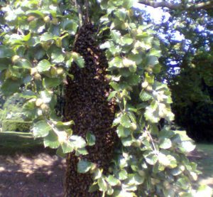 Honeybee swarm hanging in a tree