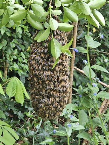 Honey bee swarm on a branch